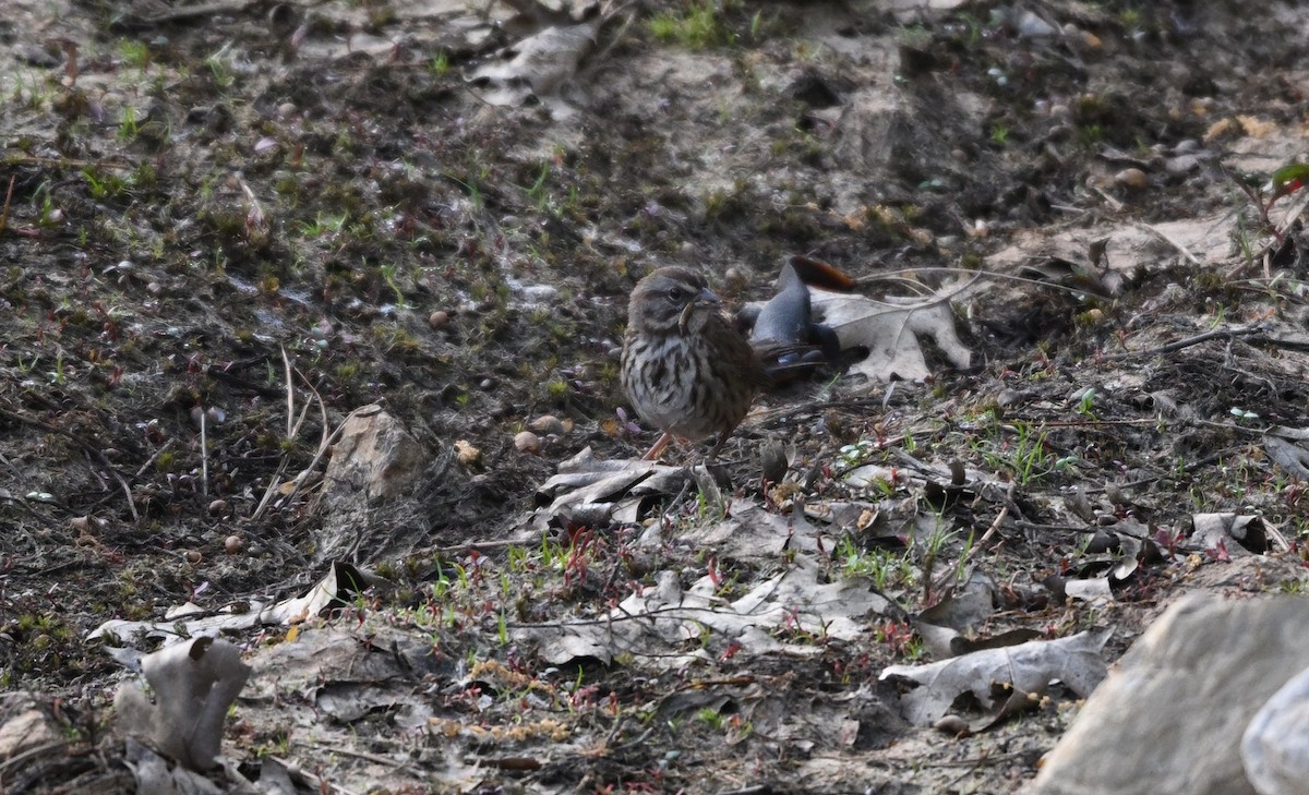 Song Sparrow - Larry Jordan