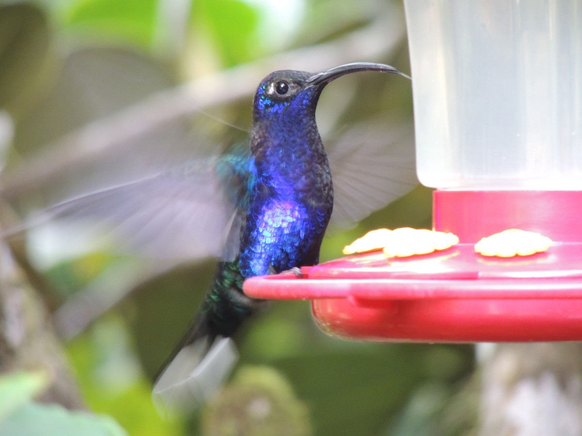 Violet Sabrewing - Roger Lambert