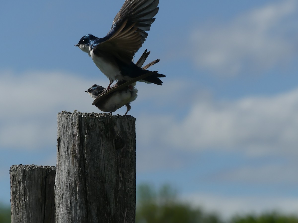 Tree Swallow - claudine lafrance cohl