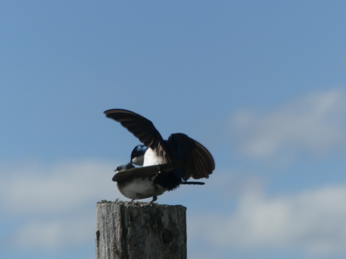 Tree Swallow - claudine lafrance cohl