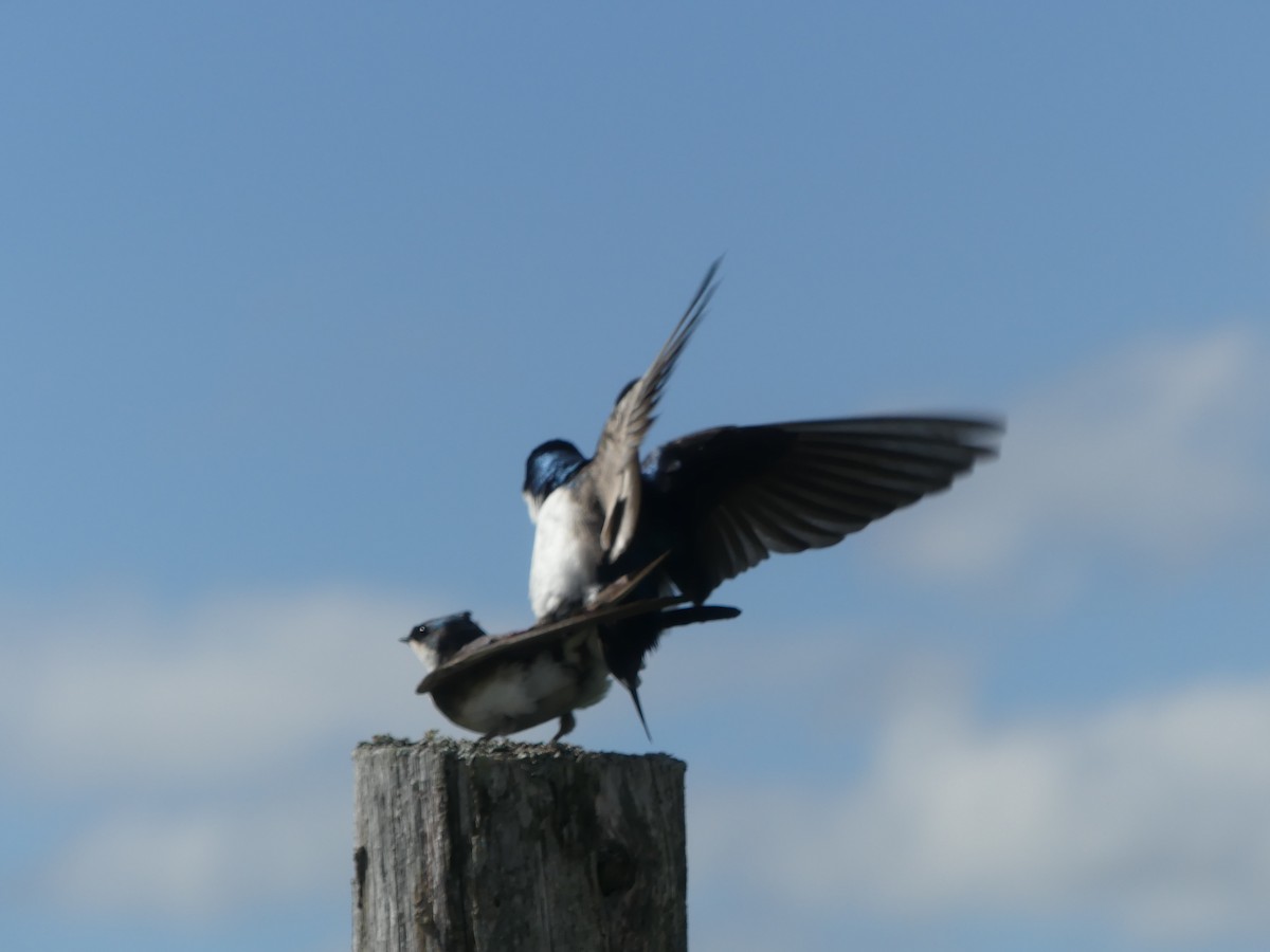 Tree Swallow - claudine lafrance cohl