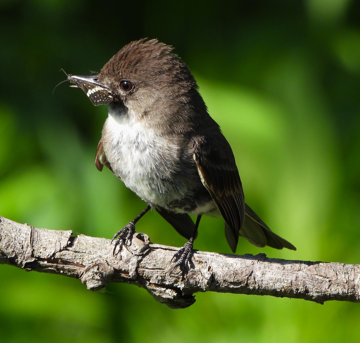 Eastern Phoebe - Steven C