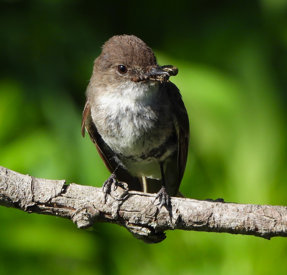 Eastern Phoebe - Steven C