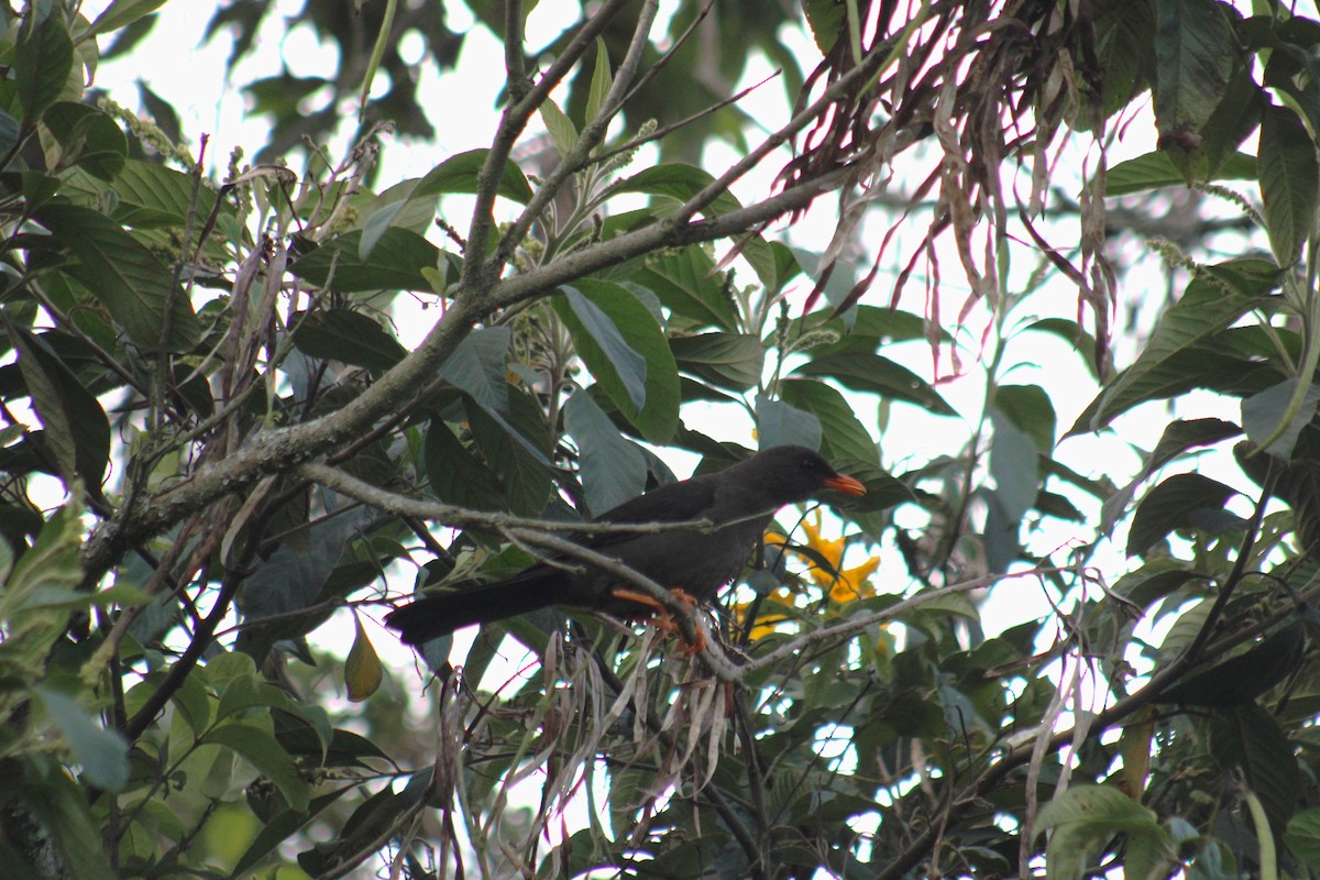 Great Thrush - Juan Rafael Gomez Arbelaez