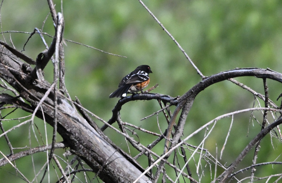 Spotted Towhee - Larry Jordan