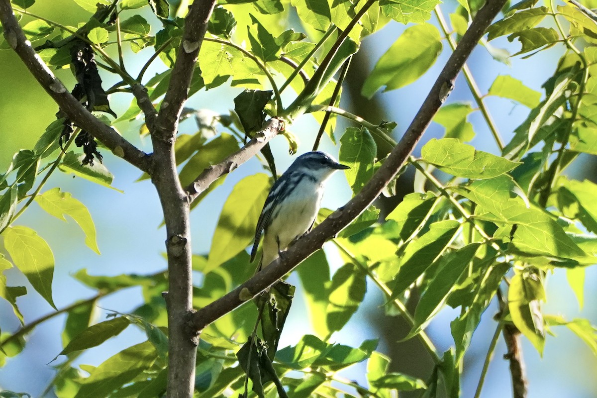 Cerulean Warbler - Anonymous