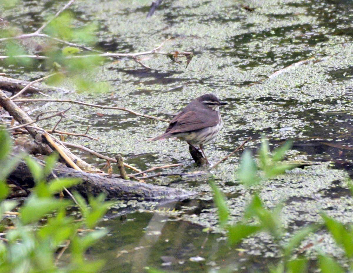 Northern Waterthrush - Rich and Lynne Glassford