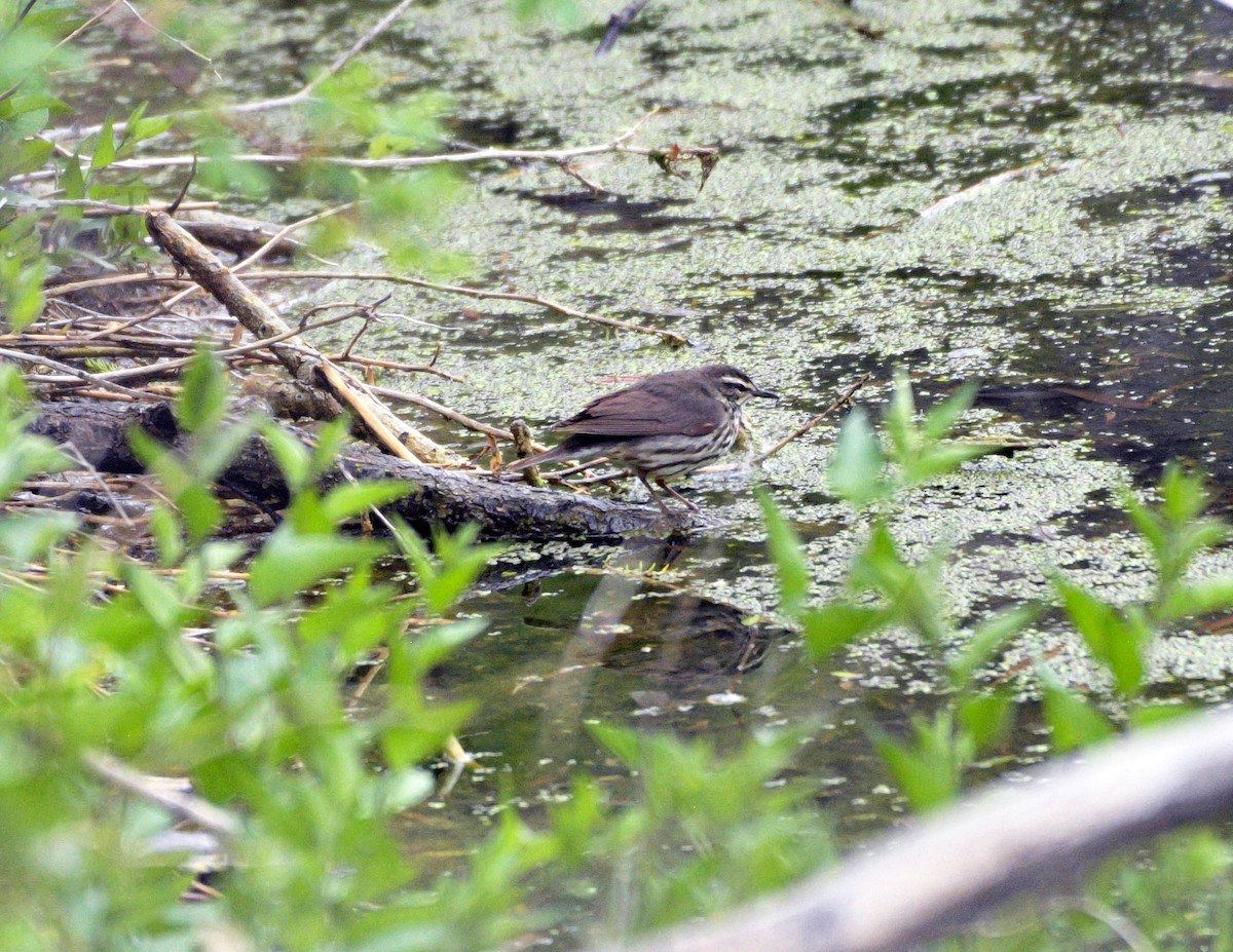 Northern Waterthrush - ML619597341