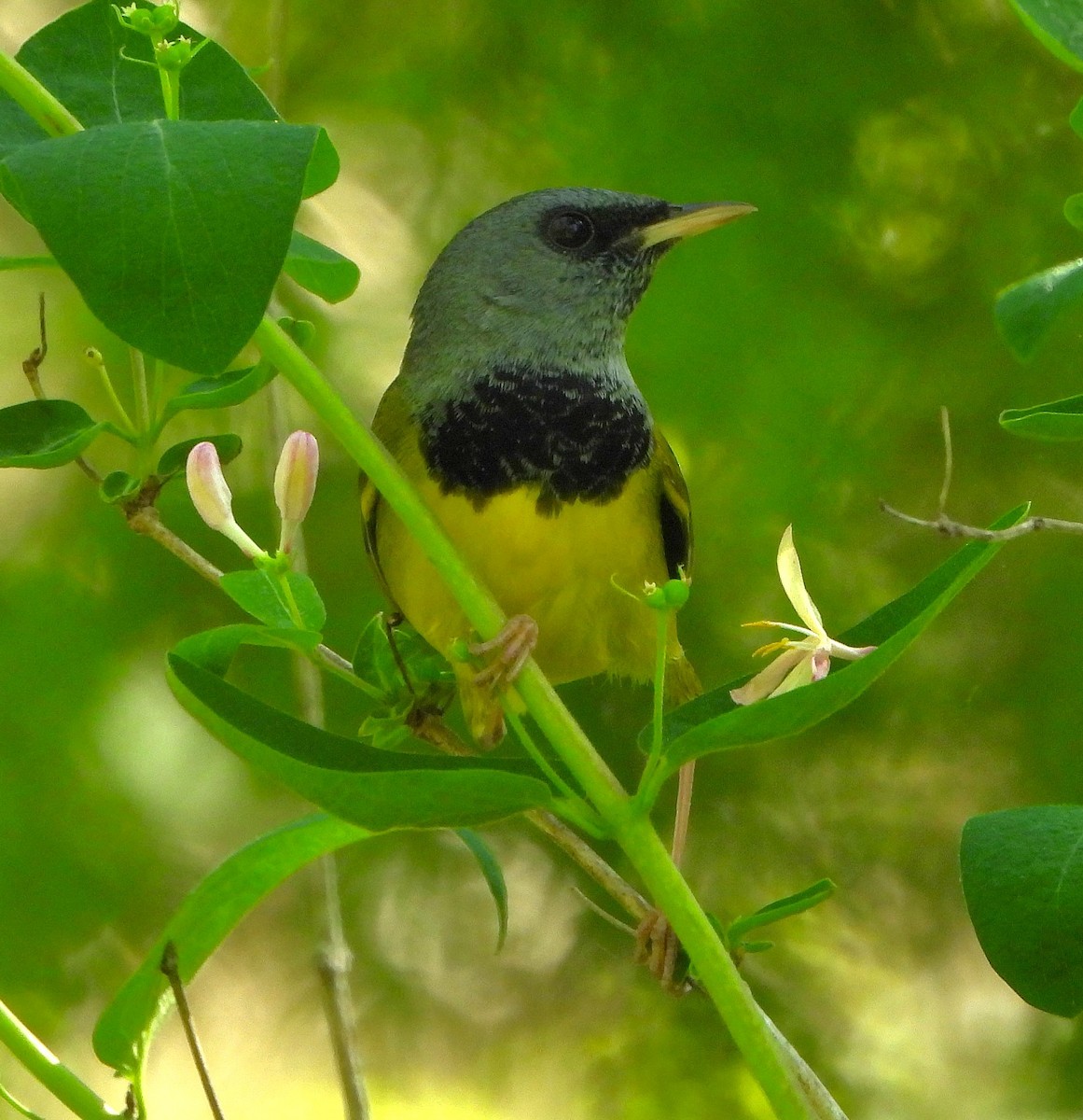 Mourning Warbler - Steven C