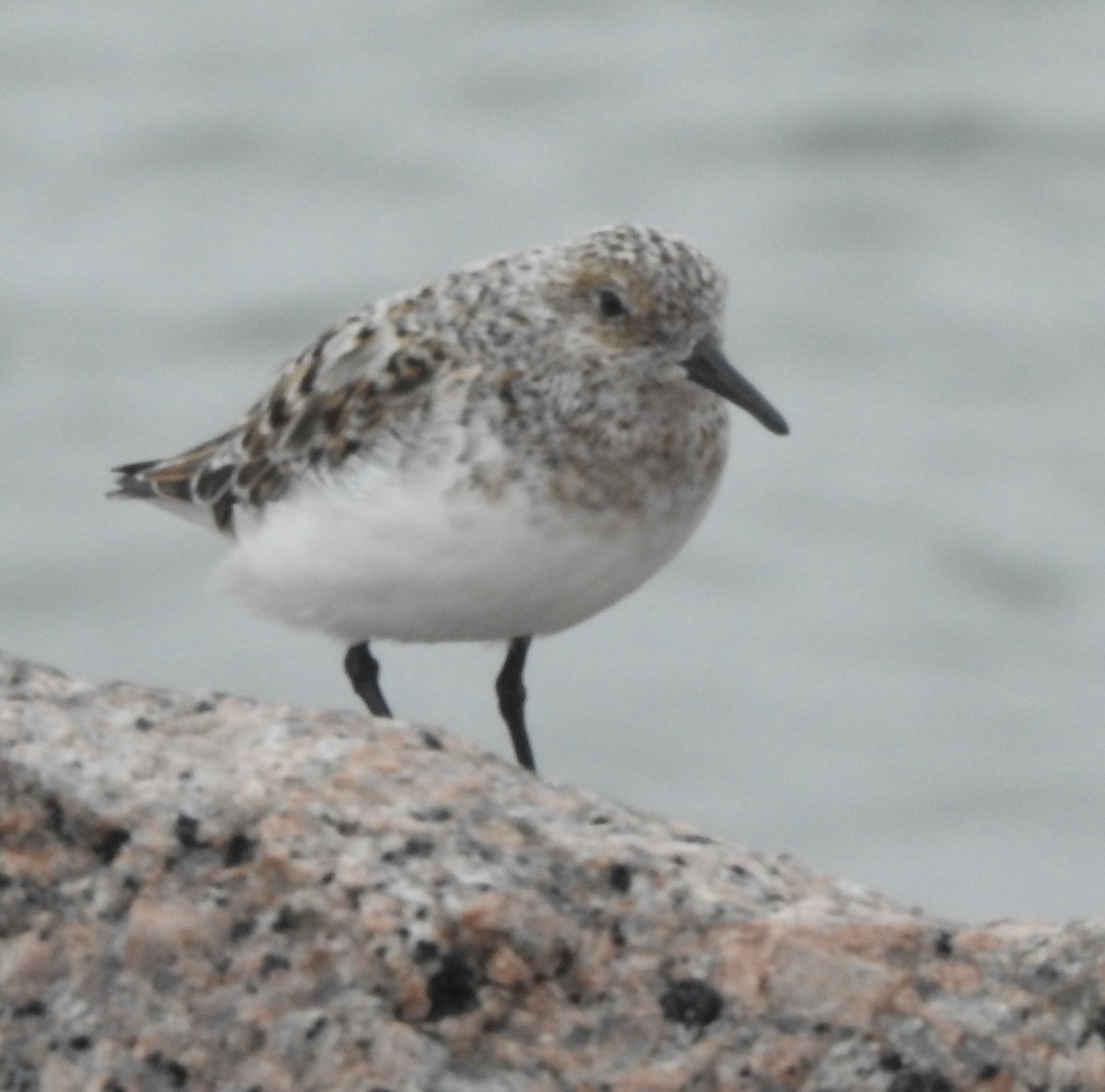 Sanderling - Laura Wilson