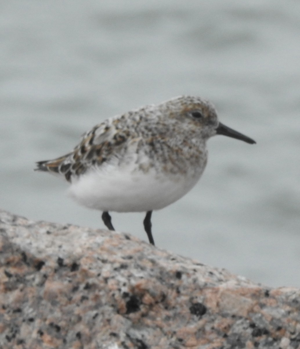 Sanderling - Laura Wilson