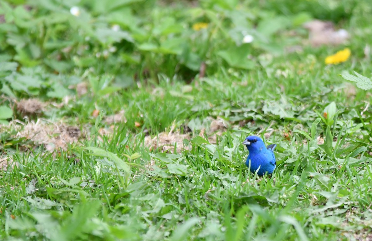 Indigo Bunting - Monique Maynard