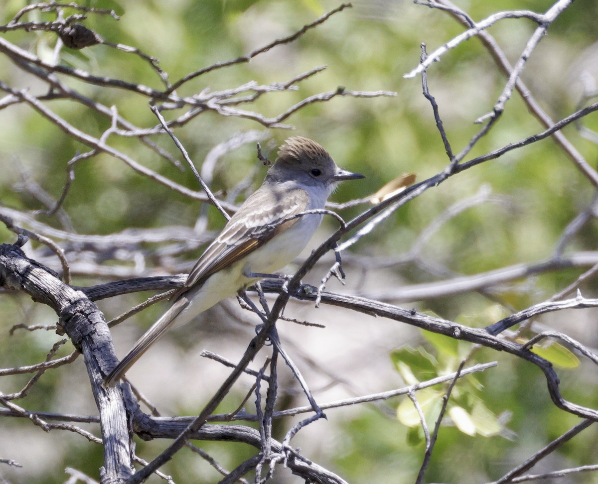 Ash-throated Flycatcher - ML619597350