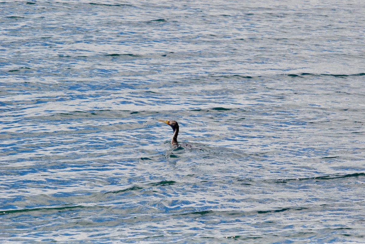 Double-crested Cormorant - Sebastian Martinson