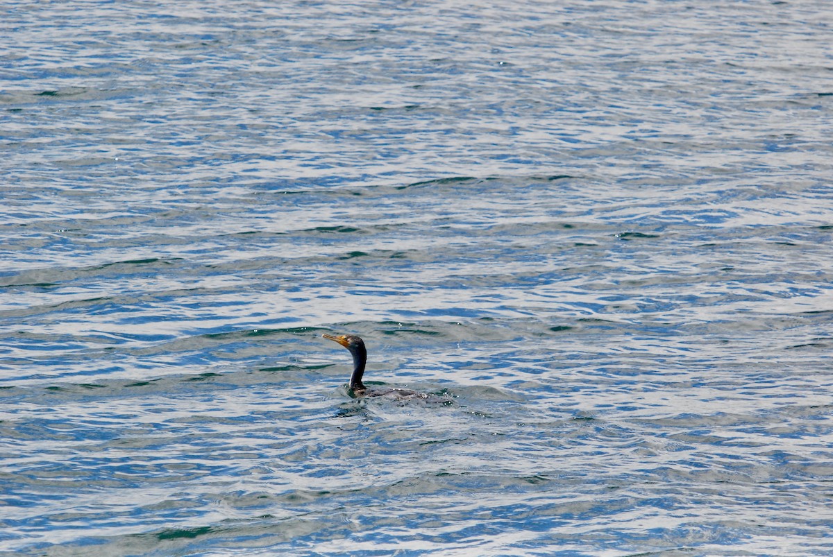 Double-crested Cormorant - Sebastian Martinson