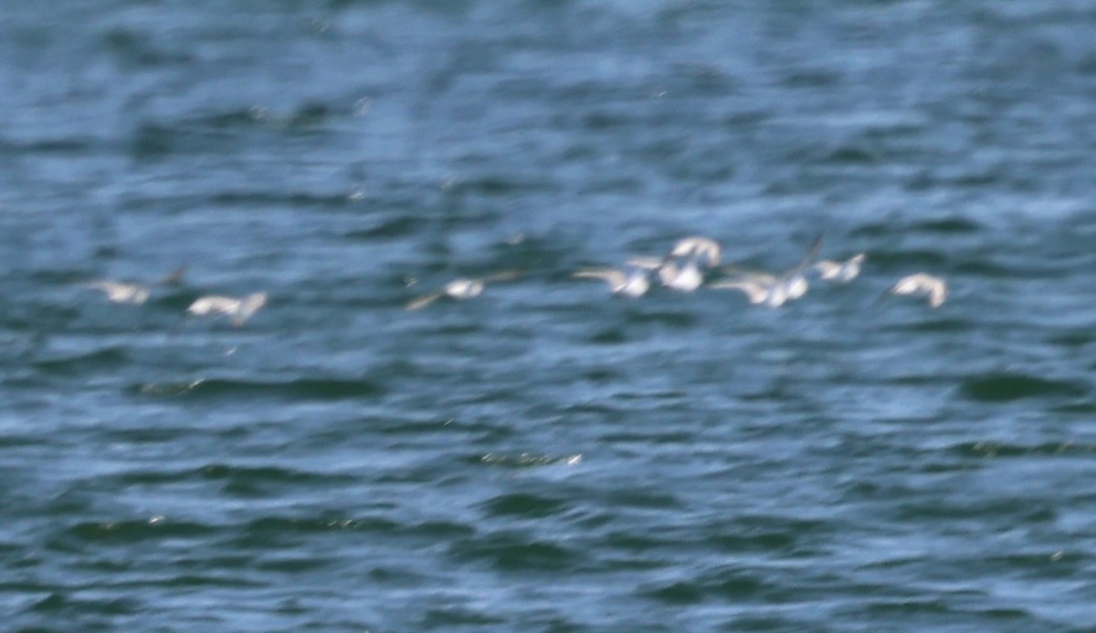 Sanderling - burton balkind