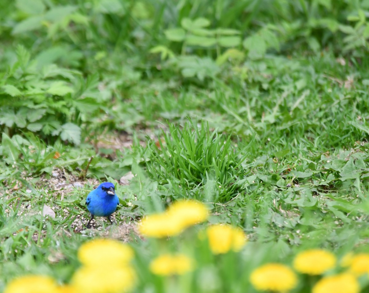 Indigo Bunting - Monique Maynard