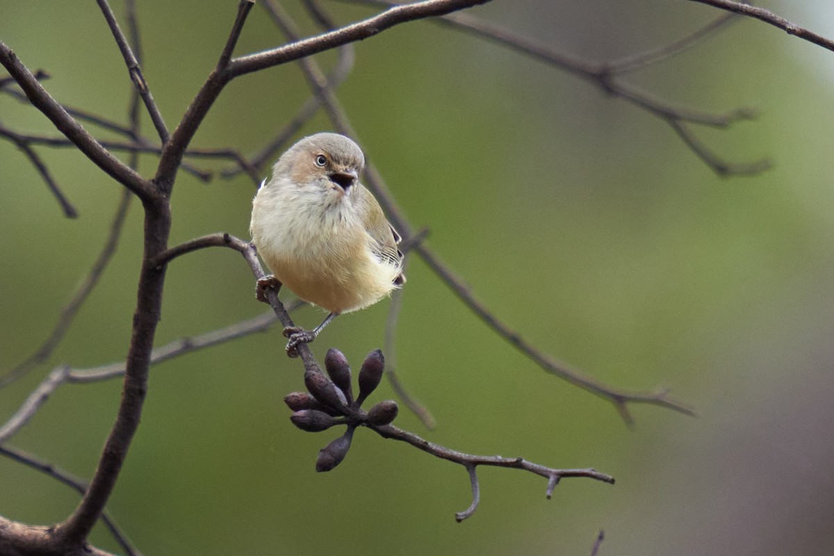 Weebill - Grigory Heaton