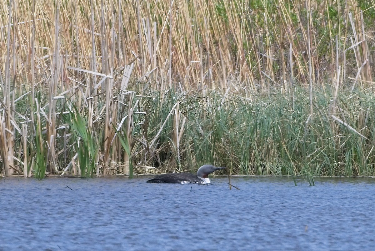 Red-throated Loon - Frank Grau