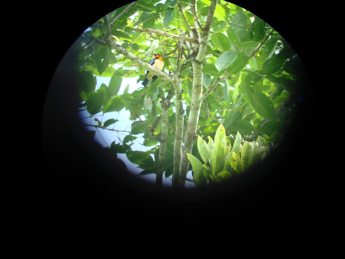 Orange-throated Tanager - Francisco Sornoza