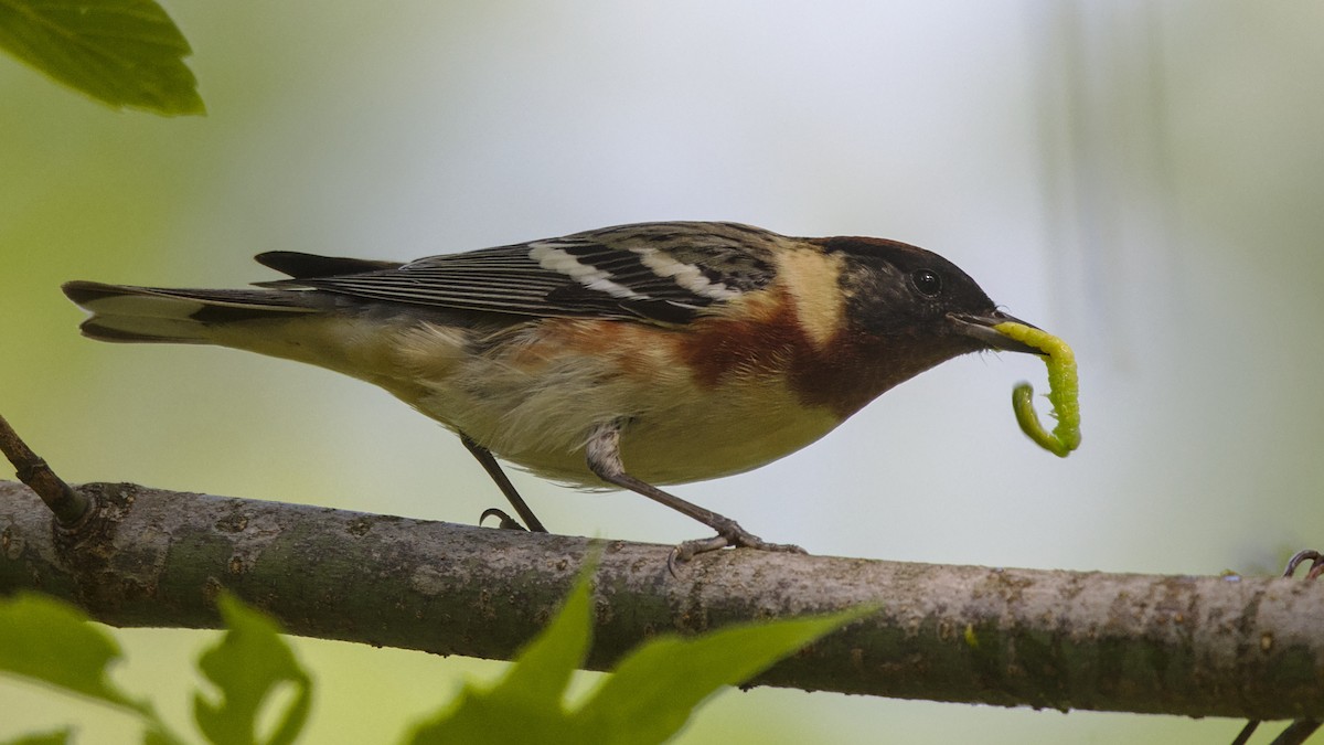 Bay-breasted Warbler - Mark Scheel