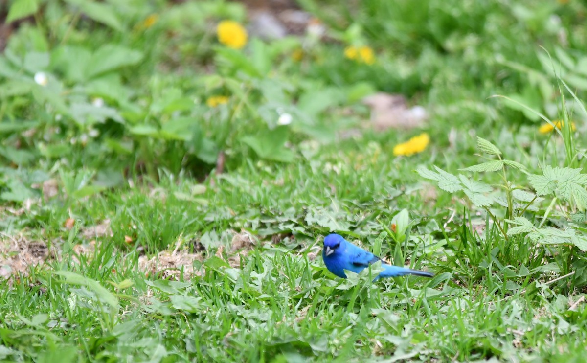 Indigo Bunting - Monique Maynard