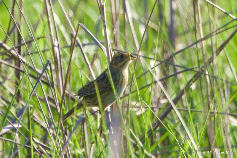 Seaside Sparrow - Kathleen Toomey