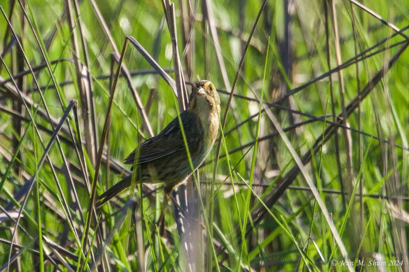 Seaside Sparrow - Kathleen Toomey