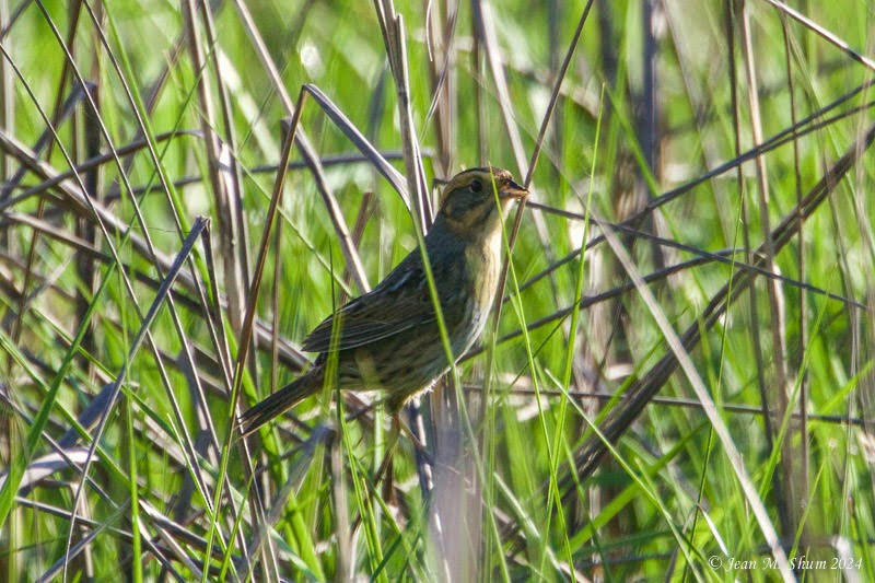 Seaside Sparrow - Kathleen Toomey