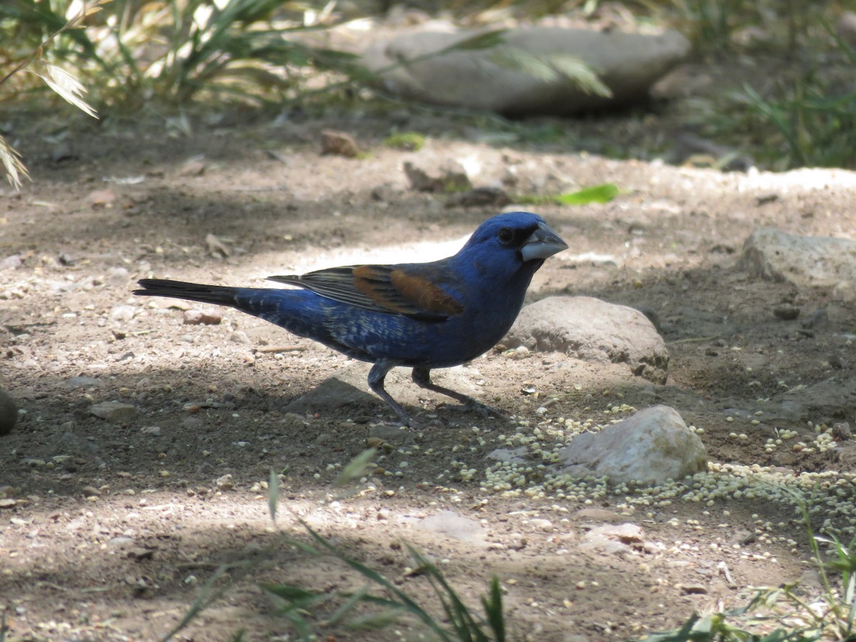 Blue Grosbeak - Anonymous