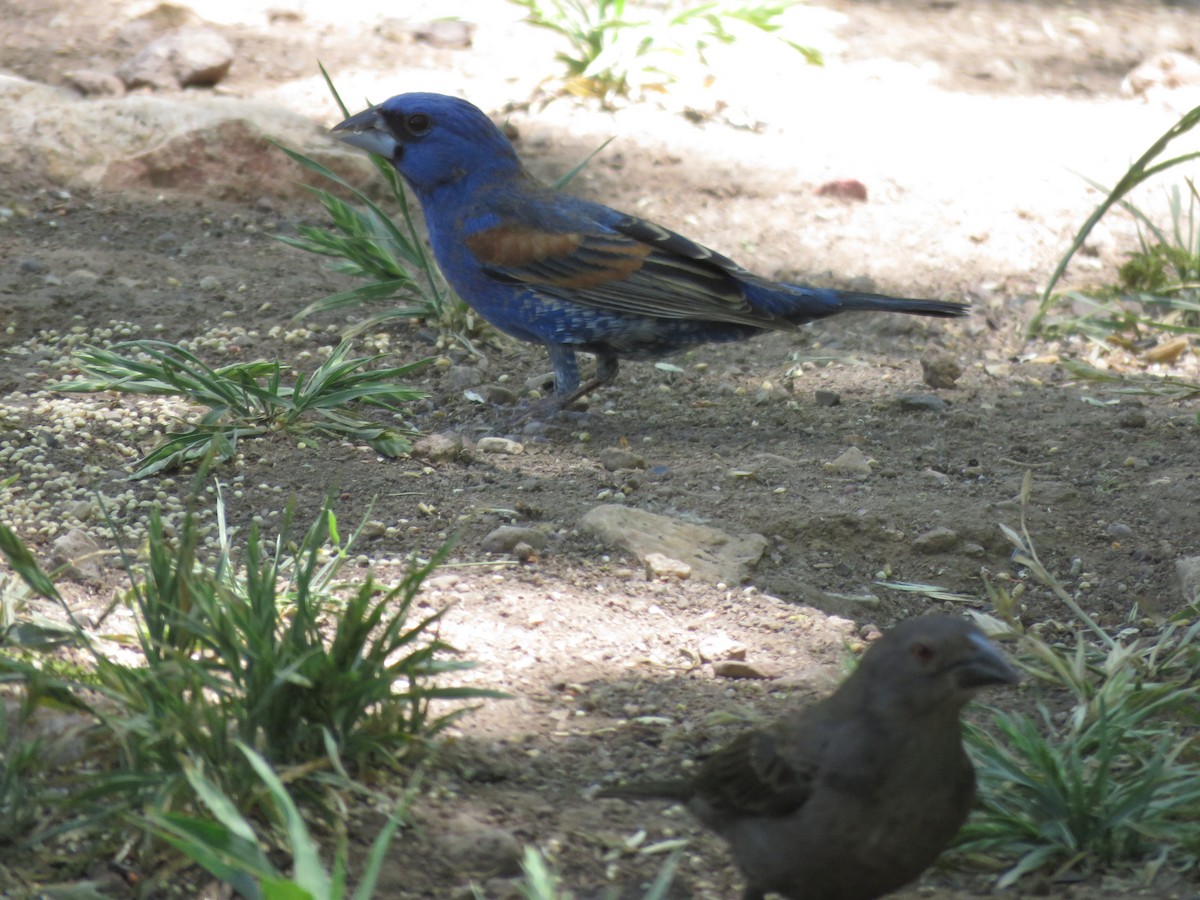 Blue Grosbeak - Anonymous