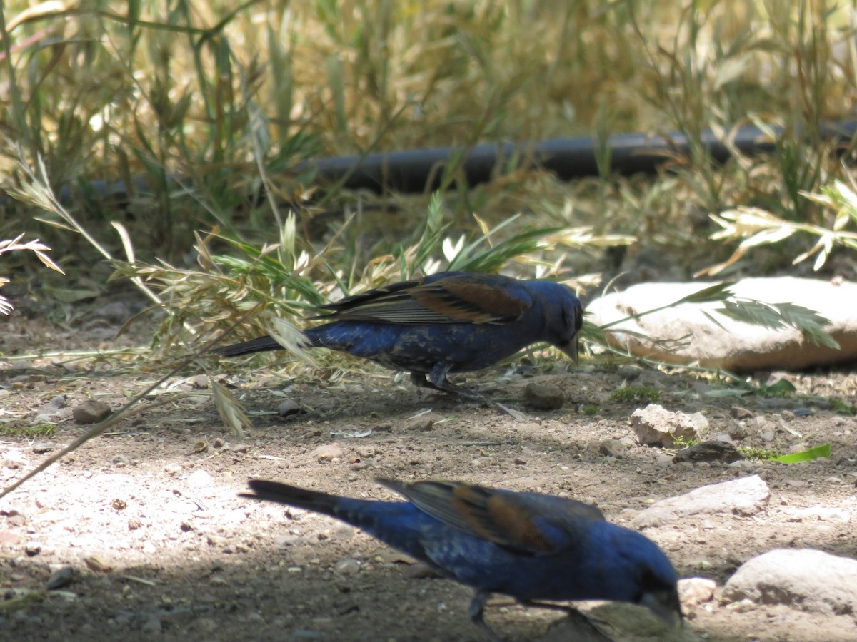 Blue Grosbeak - Anonymous