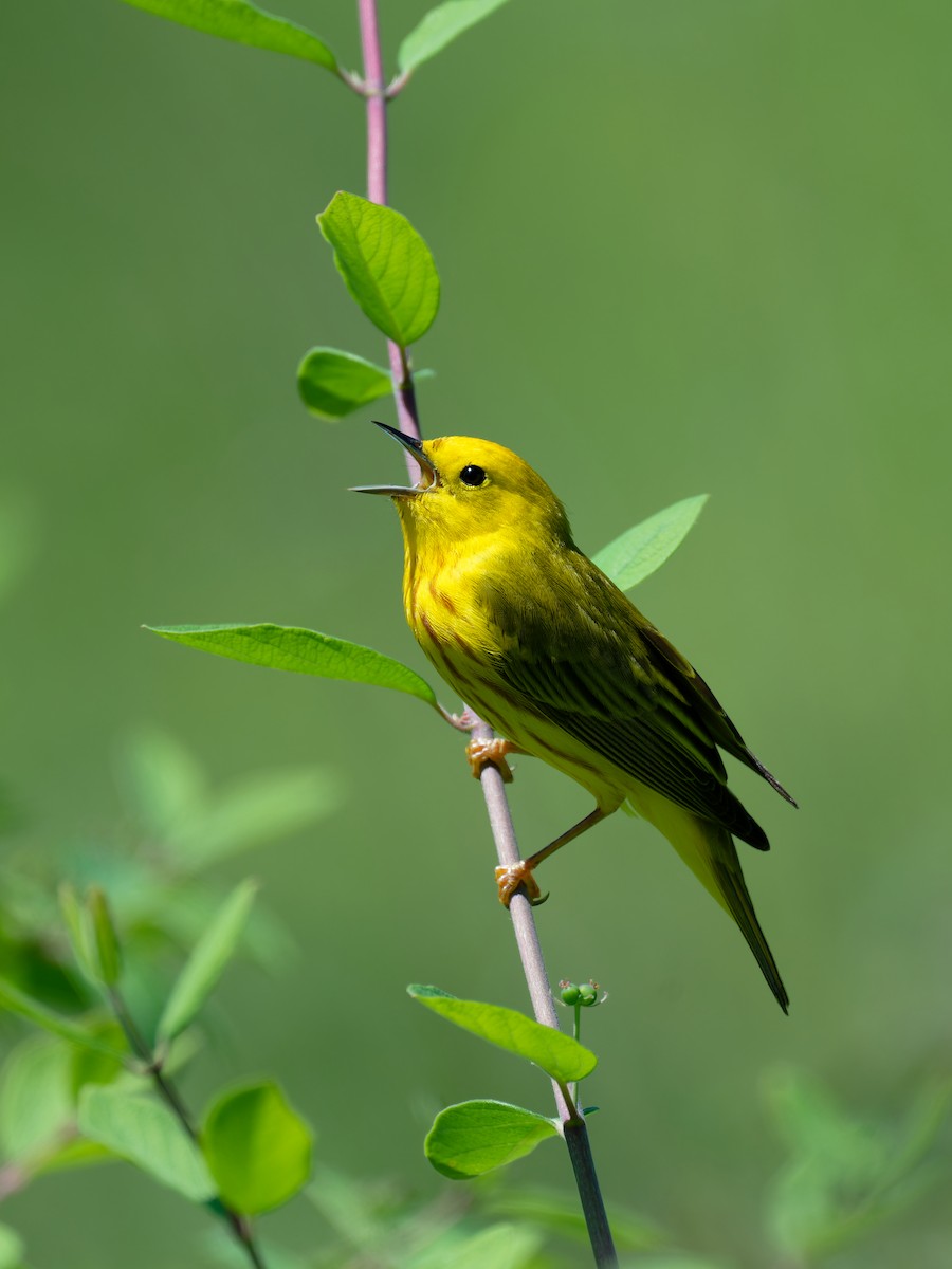 Yellow Warbler - Triet Tran
