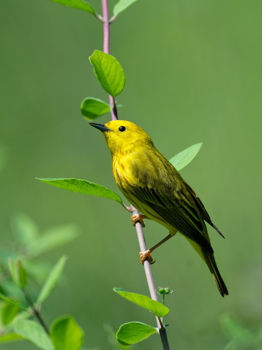 Yellow Warbler - Triet Tran