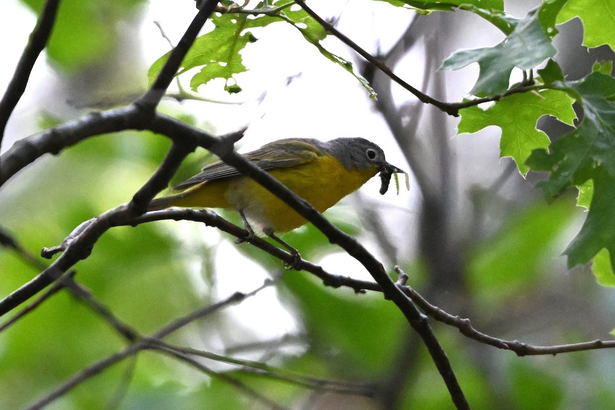 Nashville Warbler - Larry Jordan