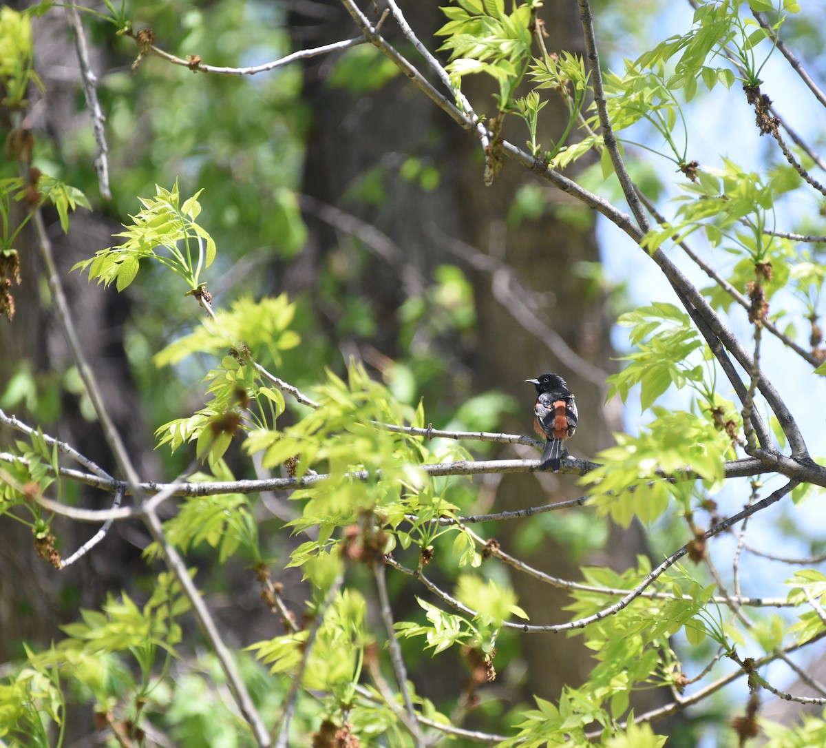 Orchard Oriole - Steven Mlodinow