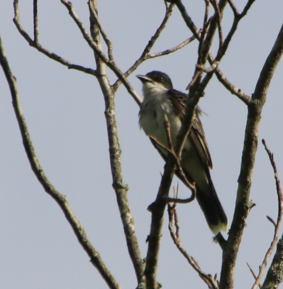 Eastern Kingbird - Betty Thomas