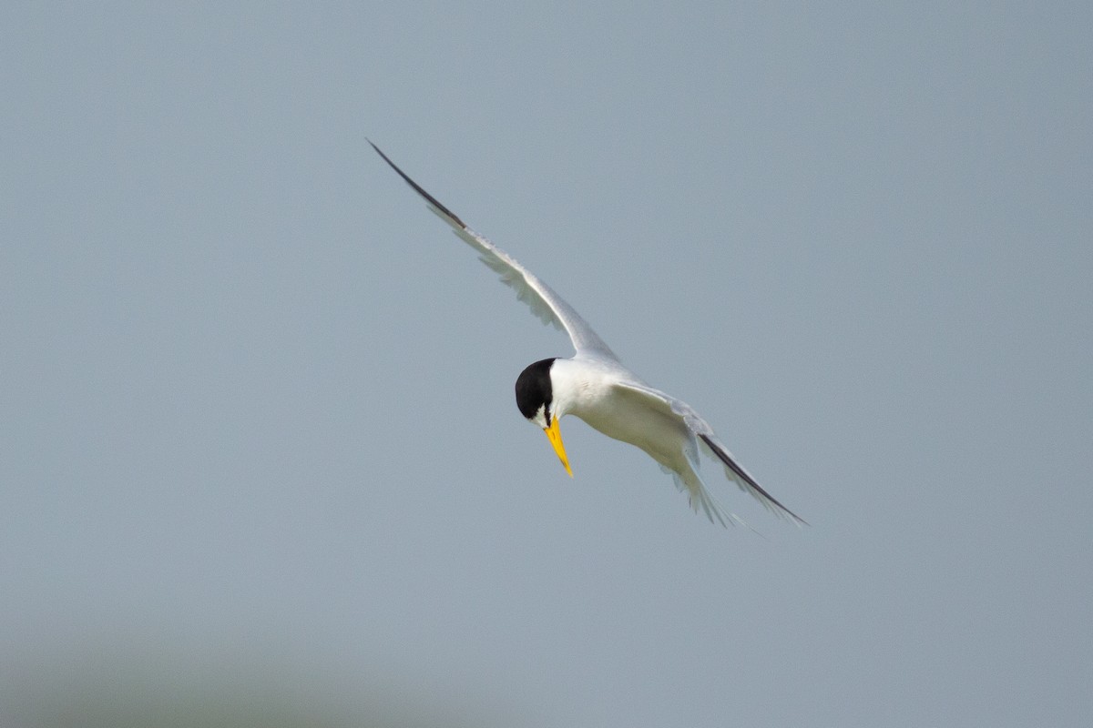 Least Tern - Dario Cantu