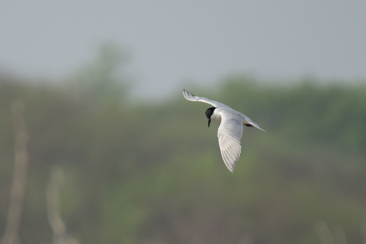 Gull-billed Tern - Dario Cantu