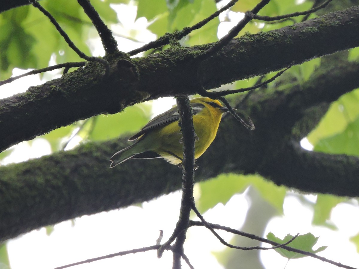 Blue-winged Warbler - Mike Norton