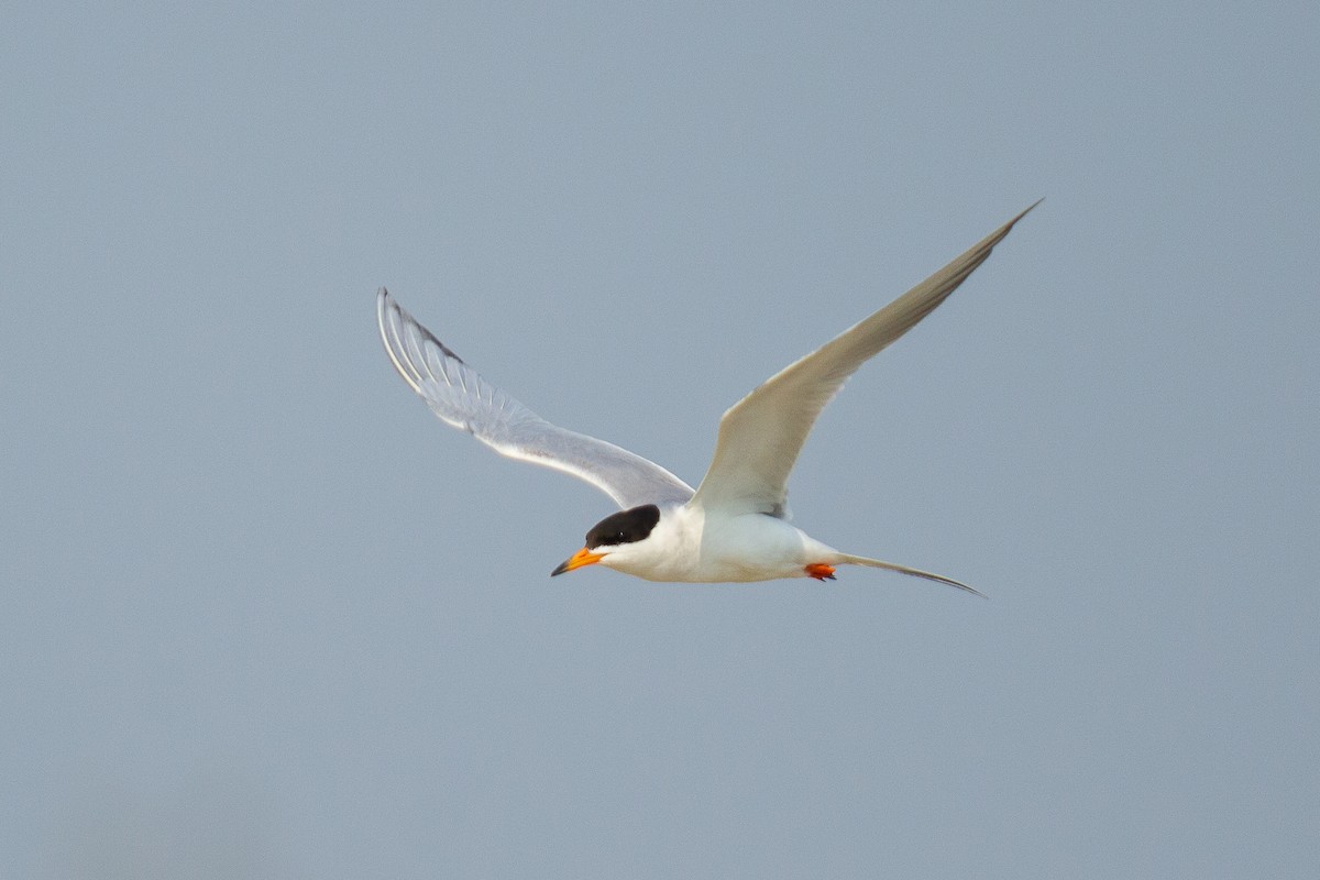 Forster's Tern - Dario Cantu