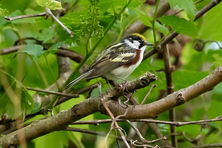 Chestnut-sided Warbler - Bill Massaro