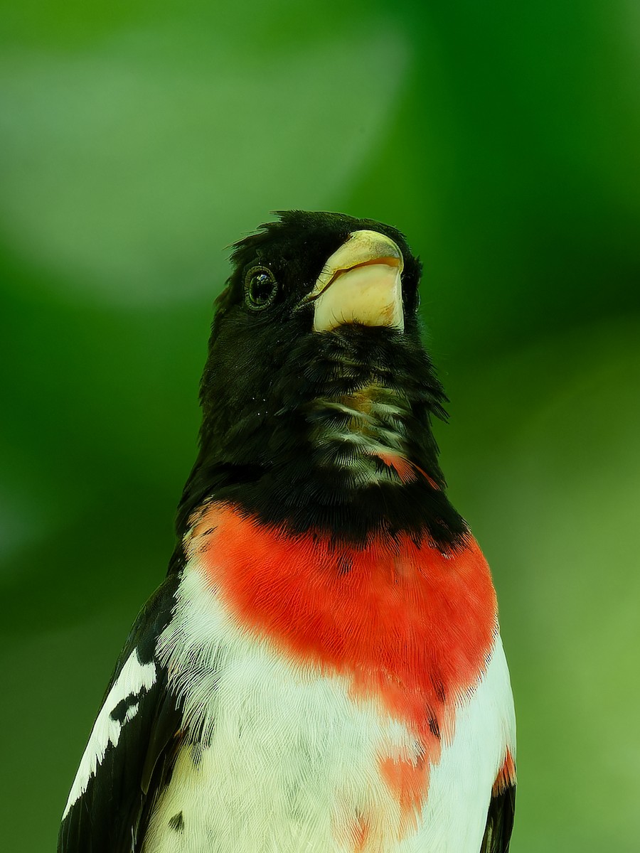 Rose-breasted Grosbeak - Triet Tran