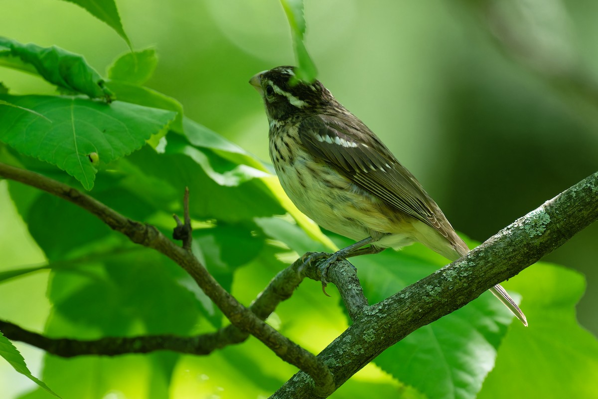 Rose-breasted Grosbeak - Triet Tran