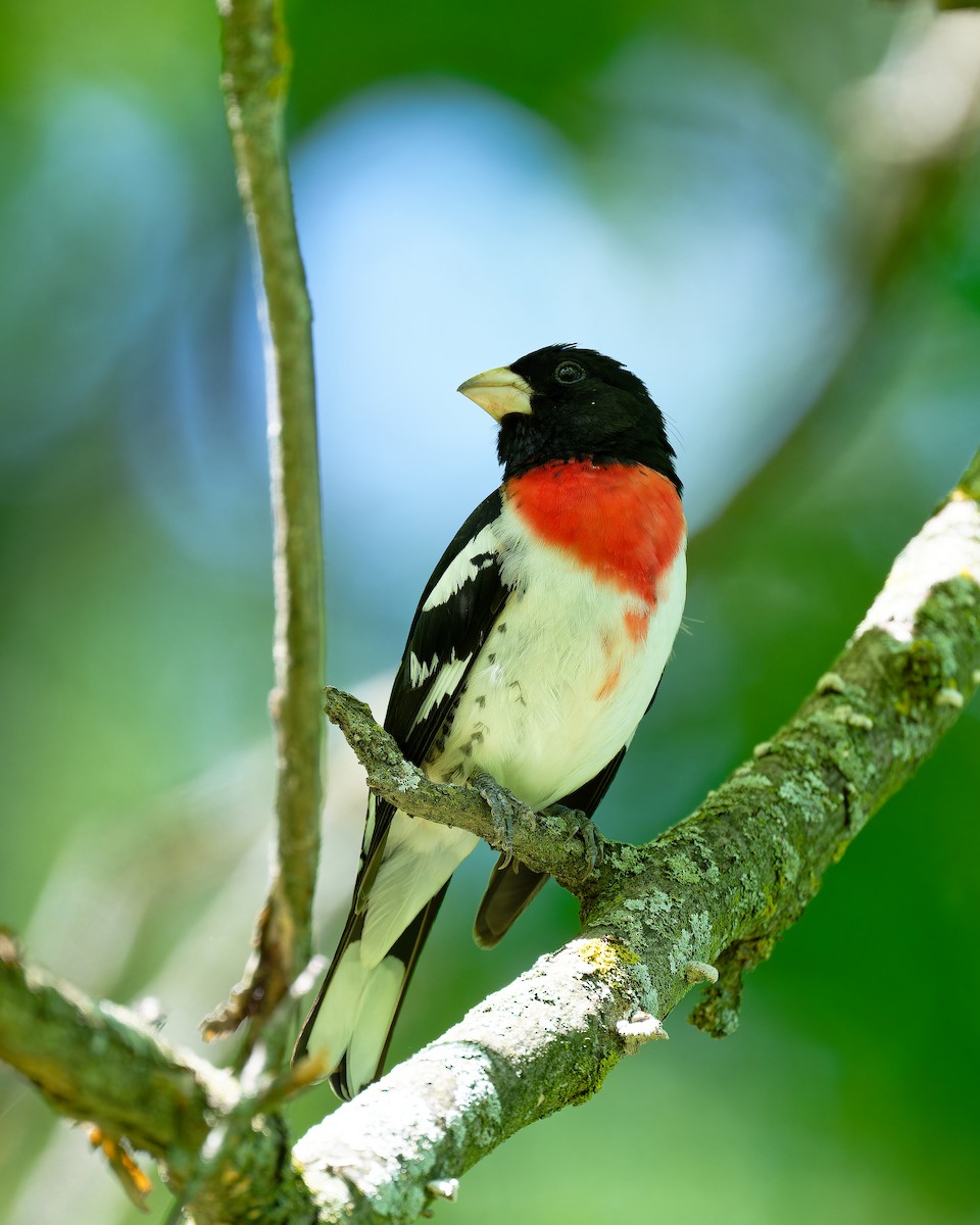 Rose-breasted Grosbeak - Triet Tran