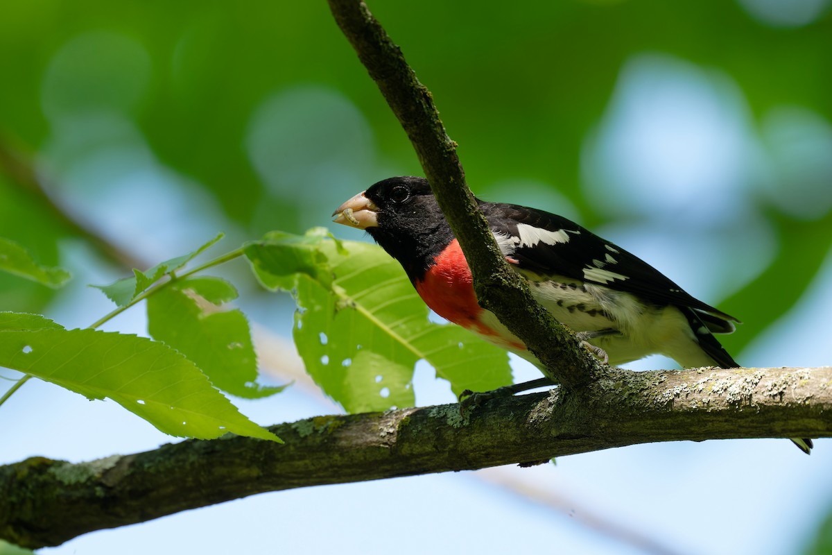 Rose-breasted Grosbeak - Triet Tran