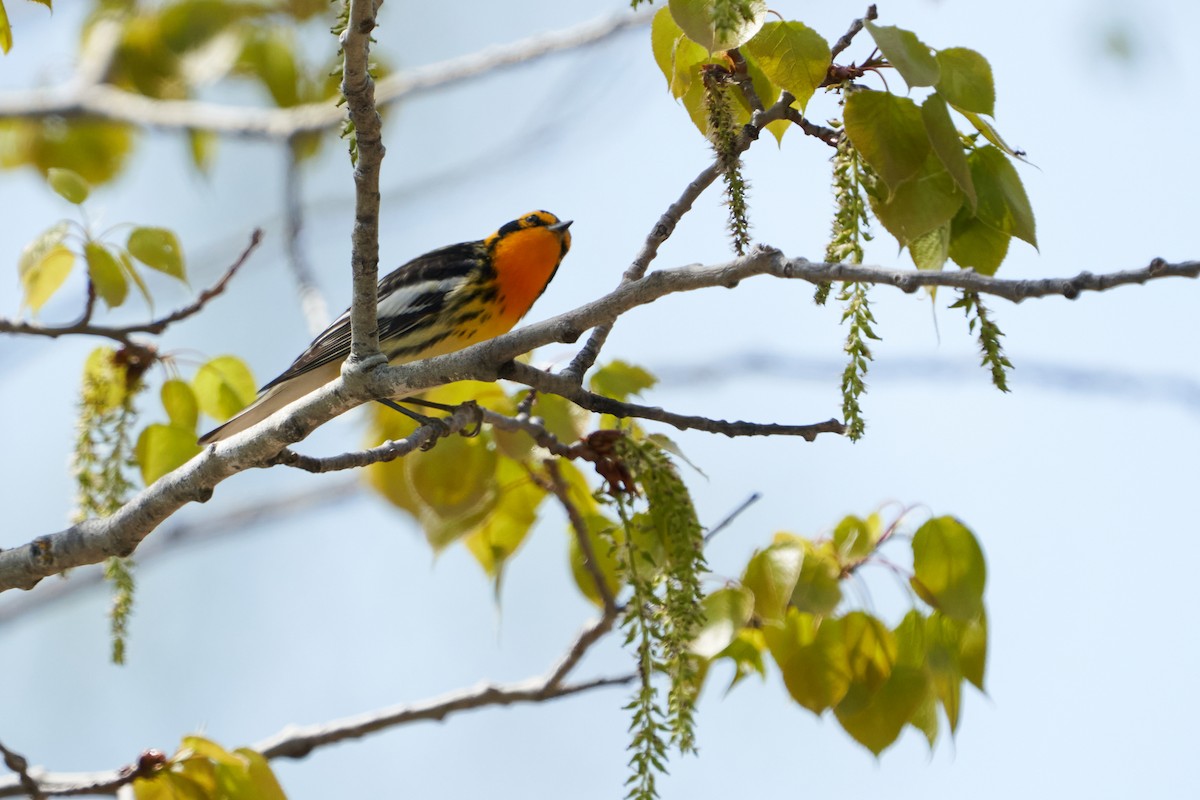 Blackburnian Warbler - Dominique Genna