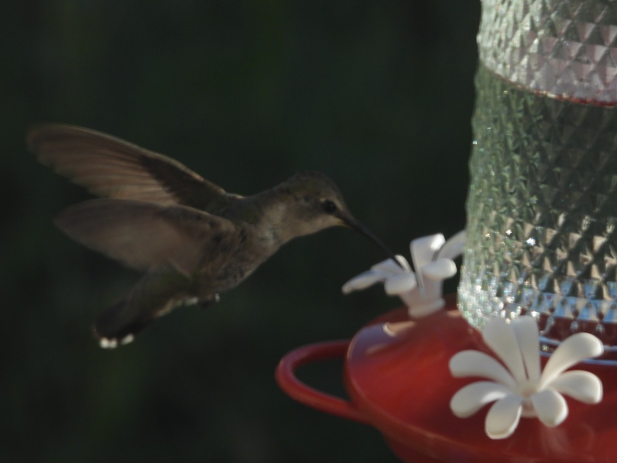 Costa's Hummingbird - Daniel Logan