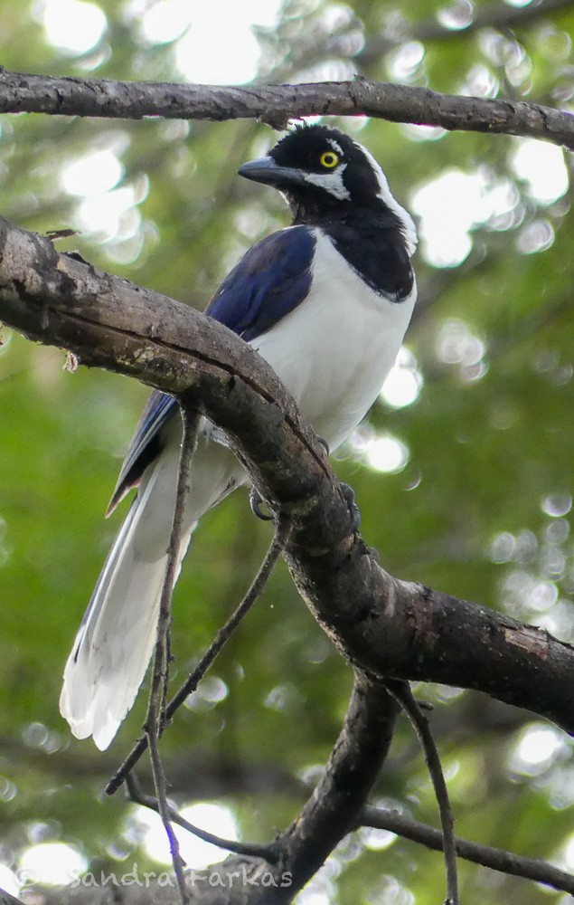 White-tailed Jay - Sandra Farkas