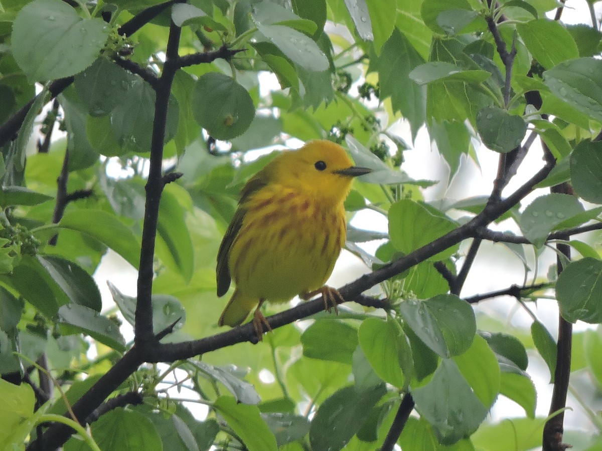 Yellow Warbler - Mike Norton